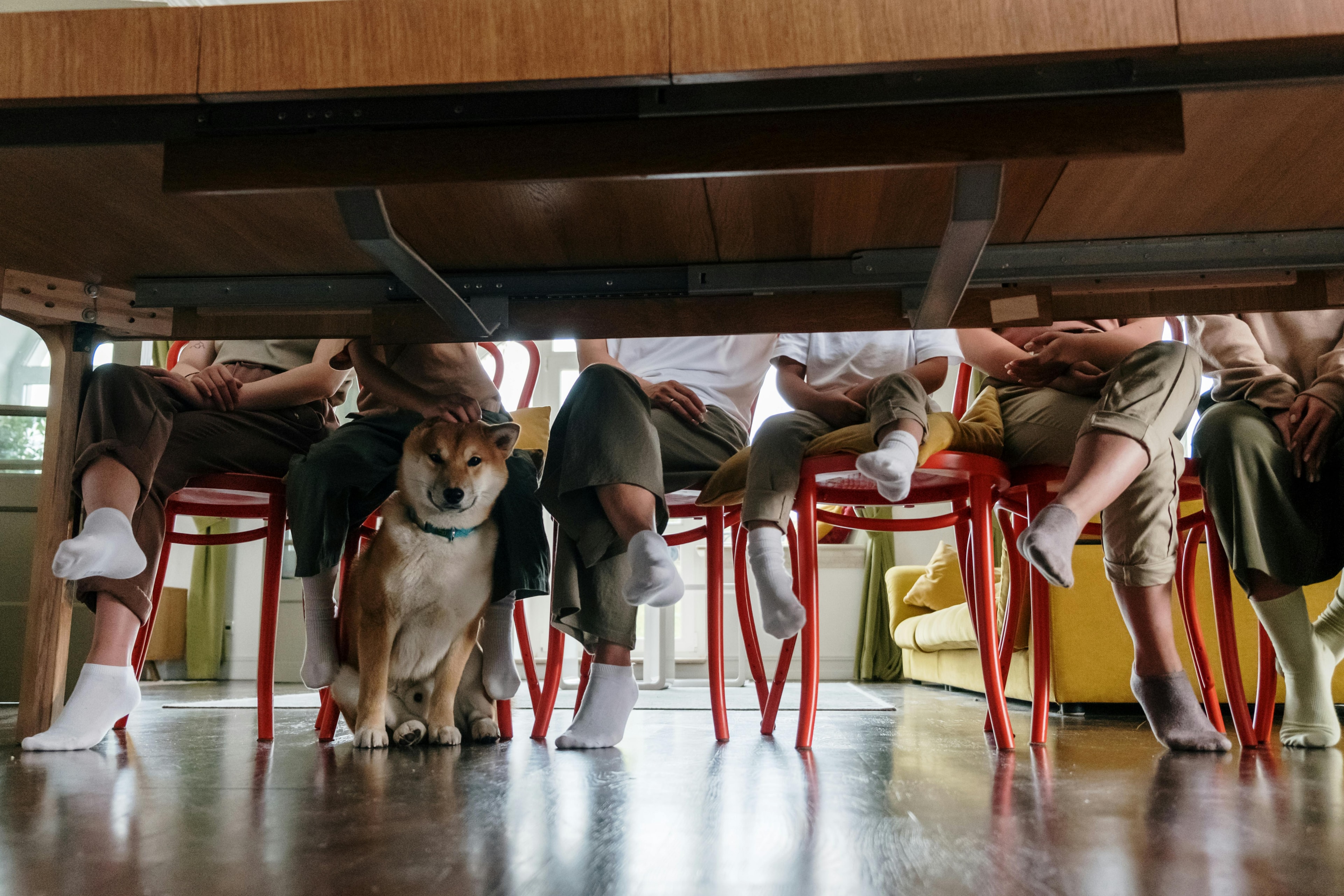 Dog sitting under table